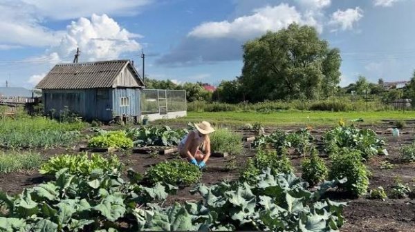 ДЕЛА ОГОРОДНЫЕ ПРОДОЛЖАЮТСЯ/ПРОШЛИ ОГУРЦЫ, ЯГОДЫ/ДЕРЕВЕНСКОЕ РАЗДОЛЬЕ