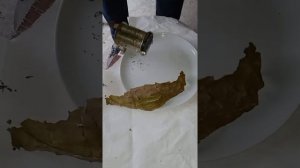 Выращивание табака от А до Я в домашних условиях.