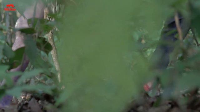 Elephant Attack Kerala | Deadly Elephant attacks fun made movie смотреть онлайн