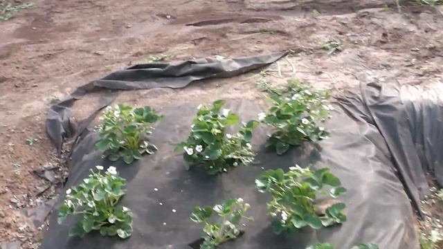 После этого к вам слетятся все пчелы! Медовая вода! Опыление смотреть онлайн