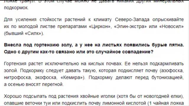 Гортензия посадка и уход 9 вопросов от любителей цветов смотреть онлайн