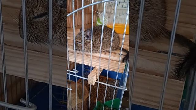 Как спит Дегу смотреть онлайн