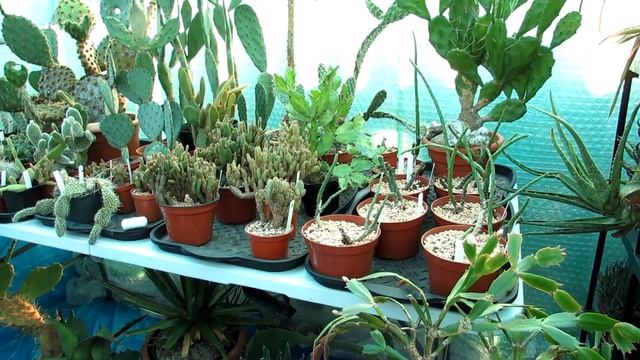 Installing a Thermometer & Hygrometer in our Cacti & Succulent Polytunnel - VLOG смотреть онлайн