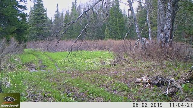 Волки в кадре фотоловушки заповедника "Кузнецкий Алатау" смотреть онлайн