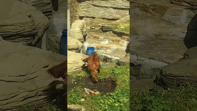 Moscow Zoo. Моск. зоопарк. Орангутан!Малыш увидел себя в будущем --бежал,аж кувырком!!! смотреть онлайн