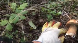 Какие грибы растут на Урале. Грибной август 2020