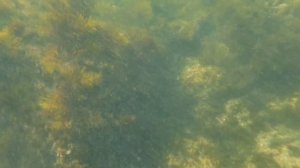 Ловлю бычков на острогу в Азовском море, Крым