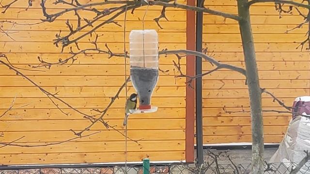 Зима, птицы на кормушке смотреть онлайн