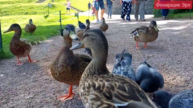 Коммуникабельная утка (Sociable duck) 1080p смотреть онлайн