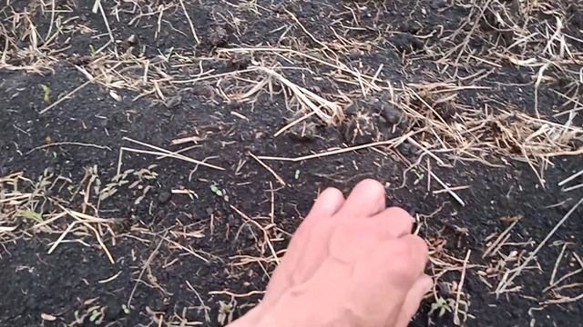 Всходы Фацелии смотреть онлайн