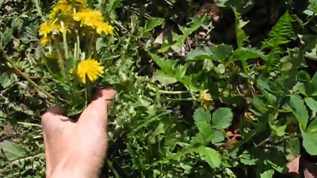 Как собрать красивый букет цветов l How to collect a beautiful bouquet of flowers смотреть онлайн