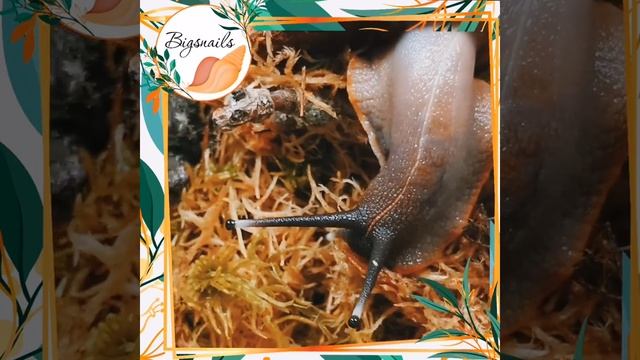 Плеуродонт Экселенс содержание (Pleurodonte excellens кубинские древесные улитки) смотреть онлайн