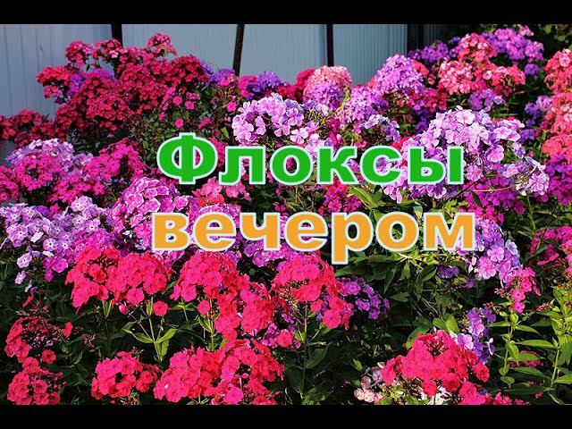 Флоксы вечером смотреть онлайн