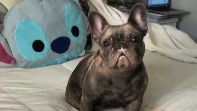 Французский бульдог съел косметику смотреть онлайн