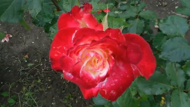 Цветы Крыма..mp4 смотреть онлайн