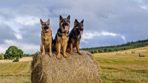 Лай собак (Звуки немецкой овчарки) (Микс) #немецкаяовчарка #лайсобак #собака