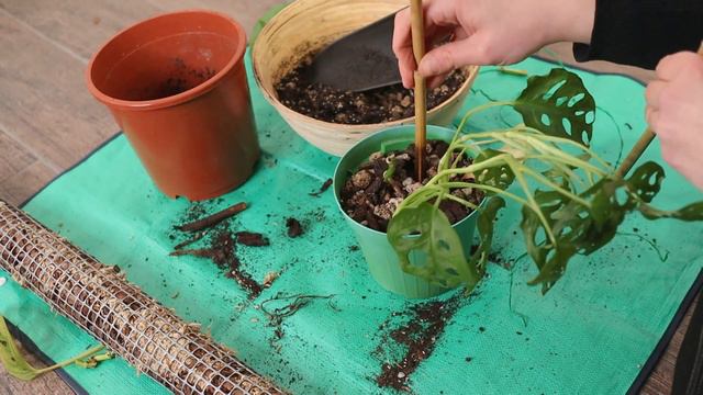 non sempre la cura delle piante va per il verso giusto 🤕🌵 + alcune novità piantose 🌸 смотреть онлайн