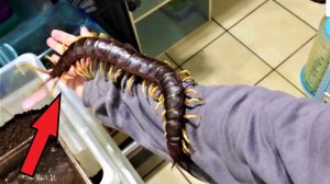 Парень взял в руки гигантскую СКОЛОПЕНДРУ! Его реакция поражает!