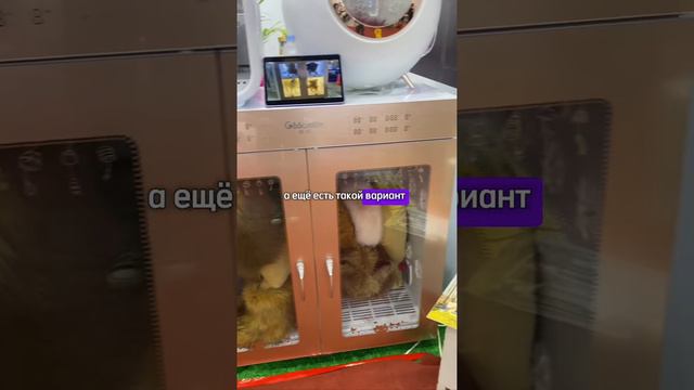 Автоматическая сушилка для животных собак и кошек. #товарыизкитая #доставкаизкитая