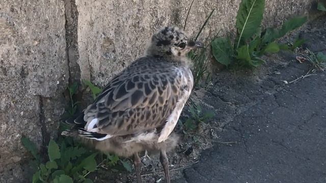 Мир Морских Зверей