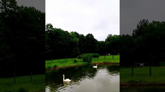 Альфред Шнитке и Ораниенбаум /Ломоносов/. смотреть онлайн