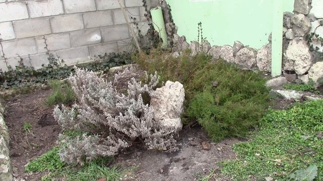 Работа в саду. Сантолина, скворцы. Весенние заботы. смотреть онлайн