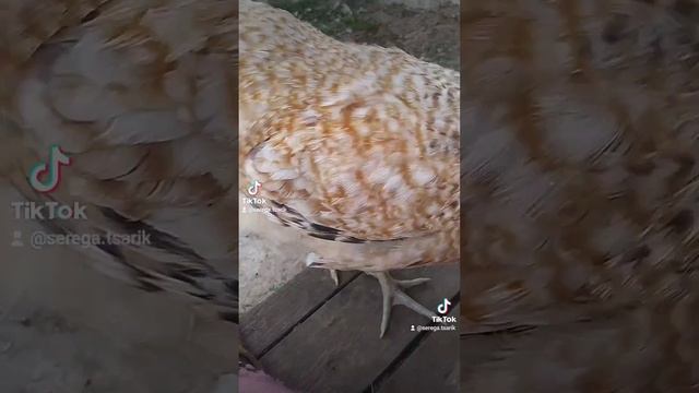 Радуйтесь мелочам,ловите моменты и жизнь станет прекрасней!С троицей! #птицеводство смотреть онлайн