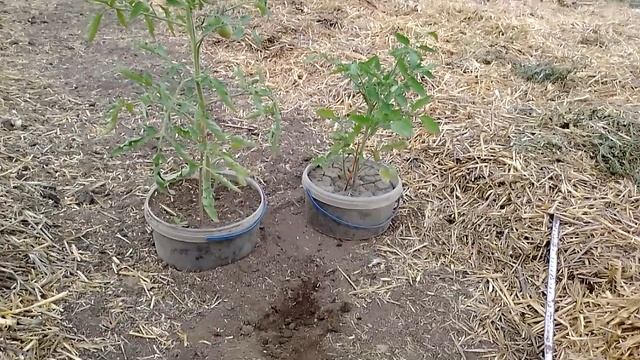 После биогумуса в засуху томаты подсолнух соя пшеница озимая весеннего засева кабачки капуста.