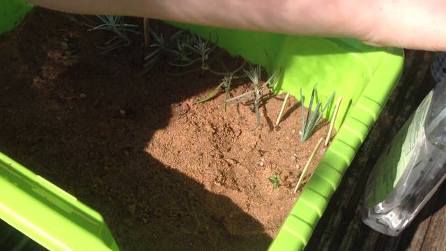 How to propagate Thyme cuttings смотреть онлайн