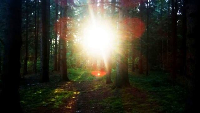 Природа, Лес.mp4