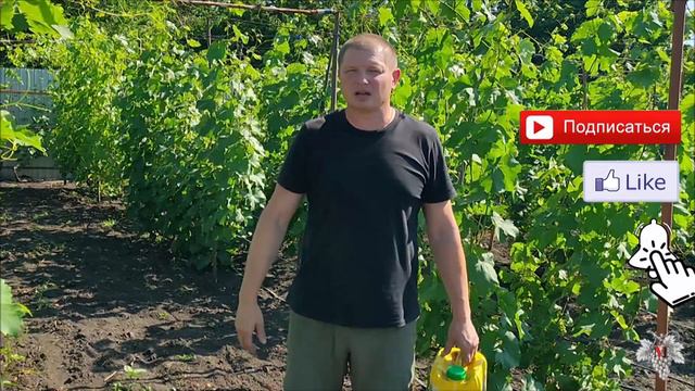 Препарат, который улучшает эффективность обработки винограда от болезней! Эксперимент! смотреть онлайн