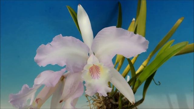 Cattleya lueddemanniana f.concolor`Ouka' (orchid) смотреть онлайн