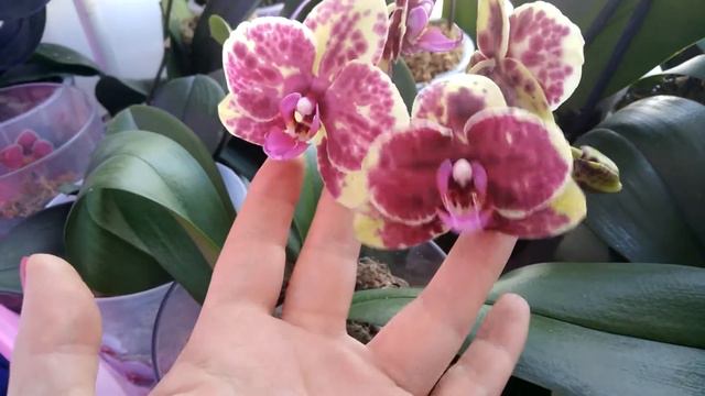 Обзор цветущих орхидей на кухне смотреть онлайн