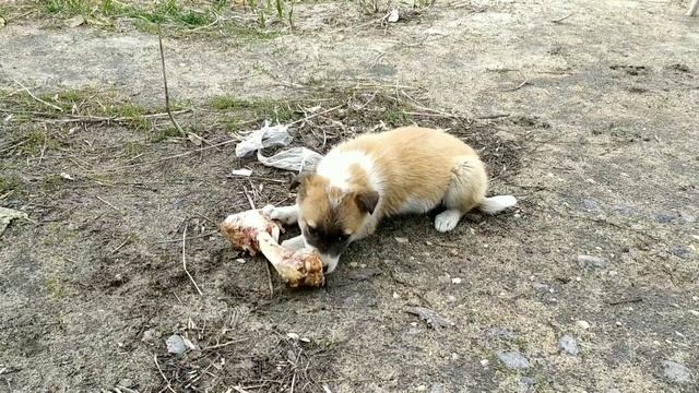 Щенки соседской дворняжки! смотреть онлайн