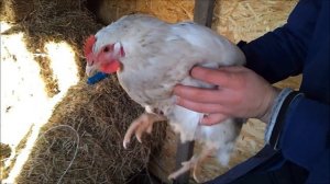 Породы кур. Мини мясные белые. Признаки кур "мясные миникуры белые" В-66.