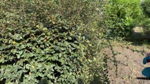 Живая изгородь из кизильника блестящего обрезка.Как вырастить кизильник блестящий.  "Хвойный дворик