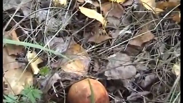 Как же мне повезло найти Белые грибы в лесу Чекулино. Какой красивый лес и в нем Грибы! смотреть онлайн