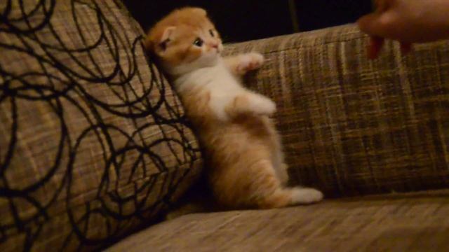 Рыжий вислоухий котик смотреть онлайн