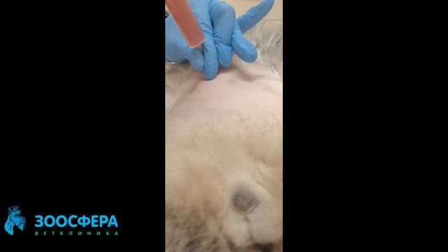 Острая задержка мочи на фоне обструкции уретры и кристалоурии. смотреть онлайн