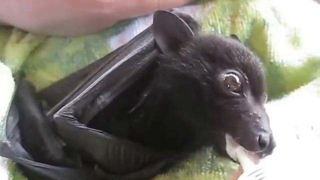 Orphaned bat enjoys a fruit smoothie смотреть онлайн