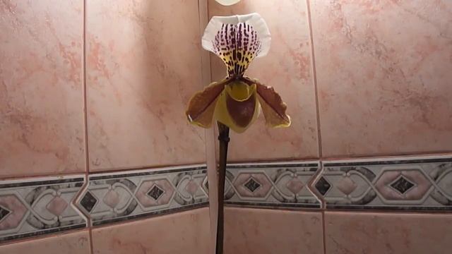 Пафиопедилюм Paphiopedilum Венерин башмачёк. Субстрат