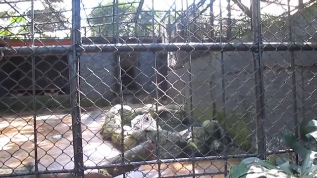 leones y tigres, zoológico смотреть онлайн