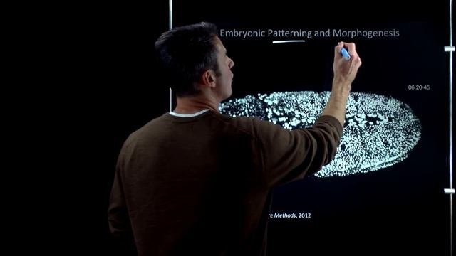Online Developmental Biology: Introduction to Drosophila смотреть онлайн