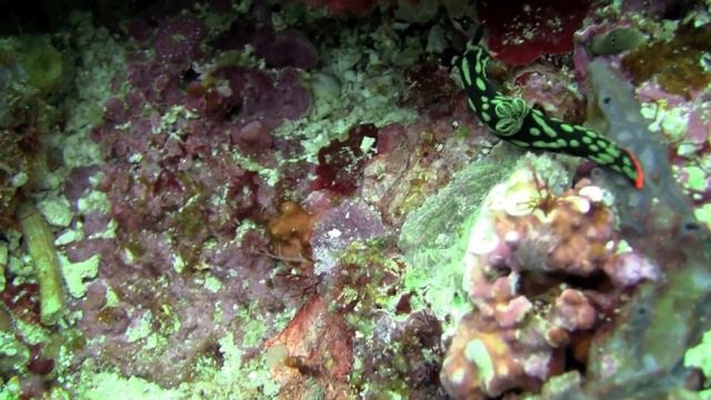 Дайвинг в Национальном парке Комодо смотреть онлайн