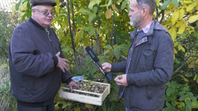 "У Дачи!" Почти всё о грецком орехе. Выпуск от 22.10.18 смотреть онлайн