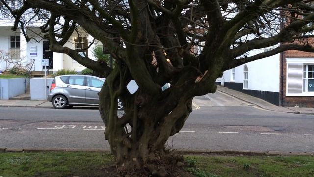 Persian ironwood (Parrotia persica) - trunk - February 2018 смотреть онлайн