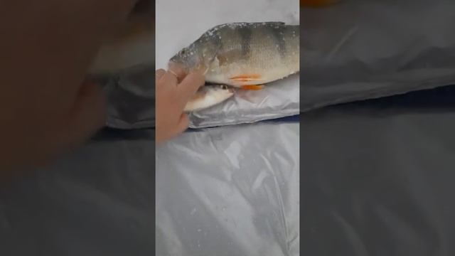 Рыбалка на озере Котокель, хотя некоторые усираются что таких окуней в этом озере нет..? смотреть онлайн