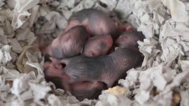 Little Hamster "B" - eautiful baby - малыши кемпбеллята. смотреть онлайн