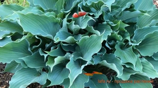 Хоста гибридная Рестлесс Си (hosta restless sea) ? обзор: как сажать, луковицы хосты Рестлесс Си