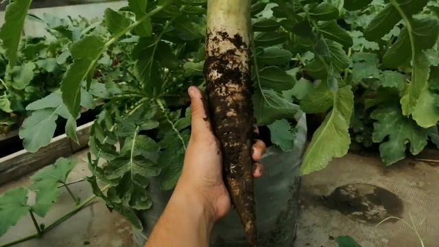 Теплица. Эксперимент с овощными культурами ч.3. Дайкон: сбор первого урожая смотреть онлайн